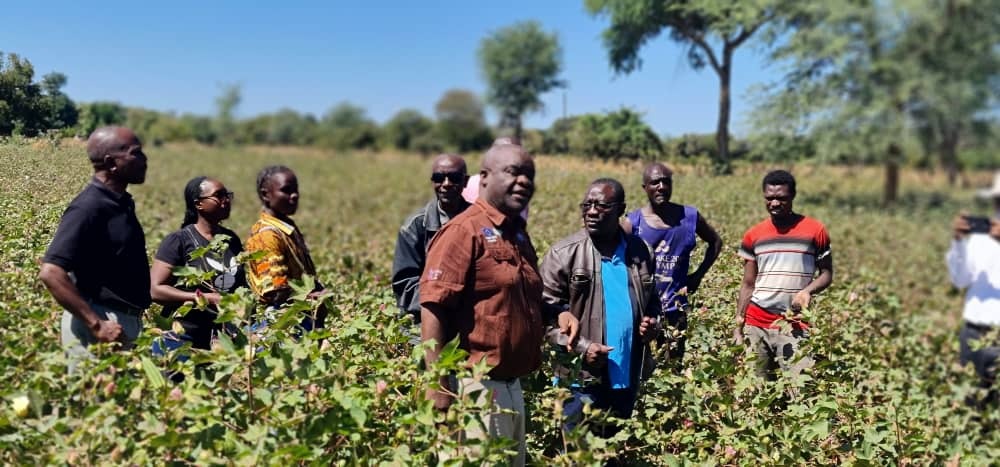 Cotton yield increase and value addition